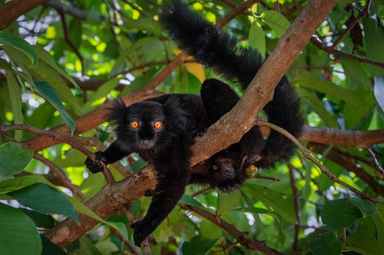 021 Nosy Komba, Madagaskar.jpg